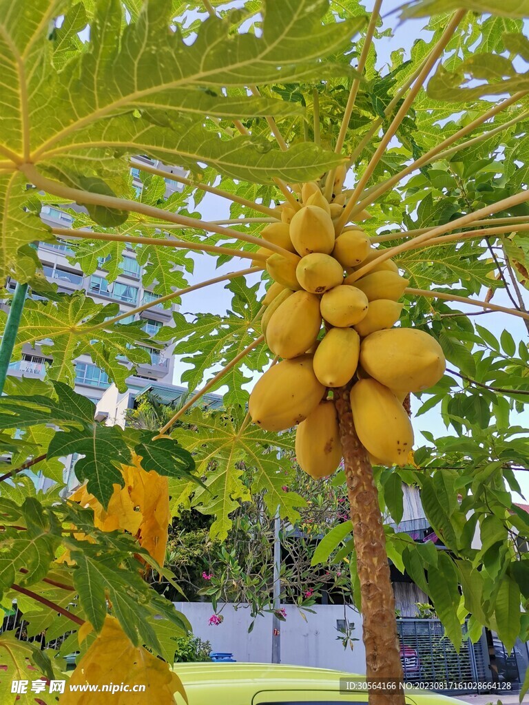 木瓜