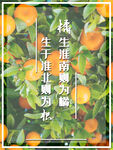 橘子