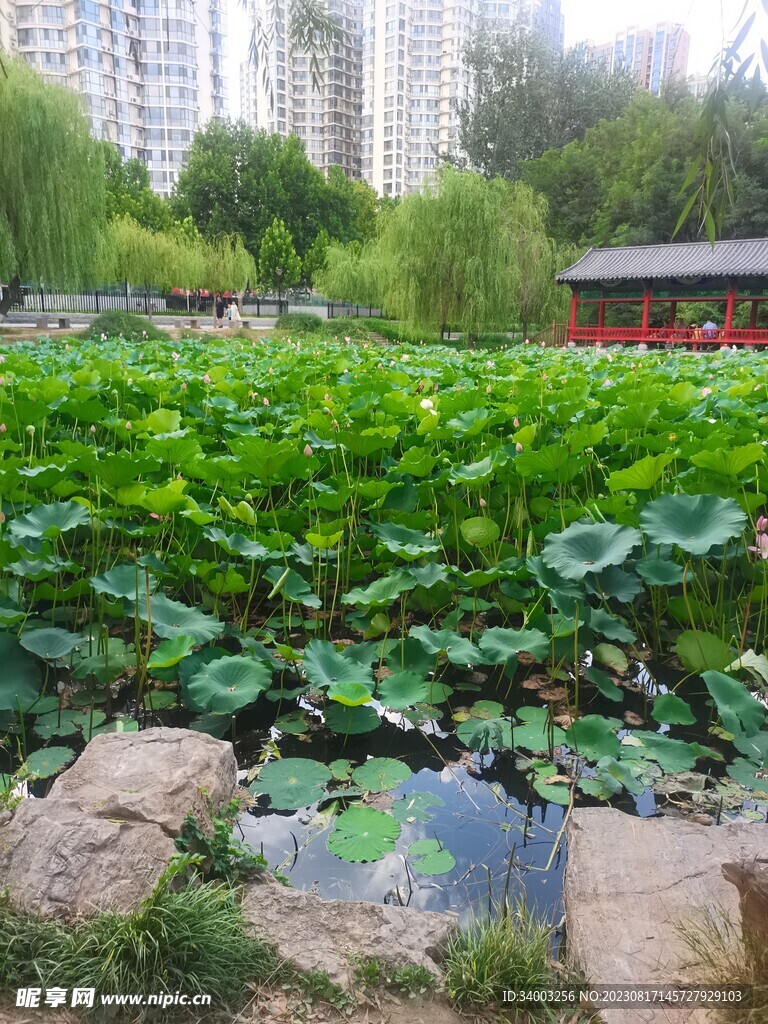 荷花