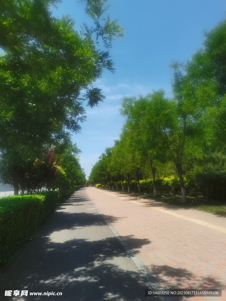 辅路绿化