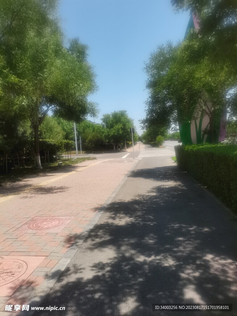 马路边绿化