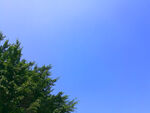 天空和树丛