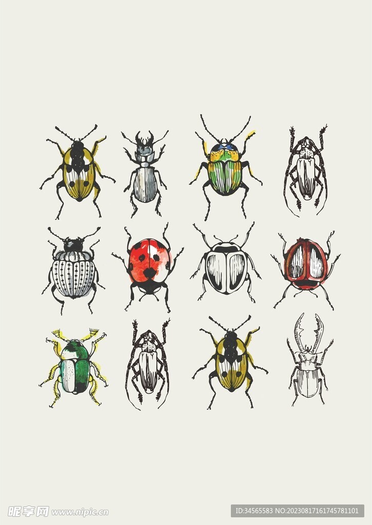 夏季常见昆虫甲虫七星瓢虫标本设计图__动漫人物_动漫动画_设计图库_昵