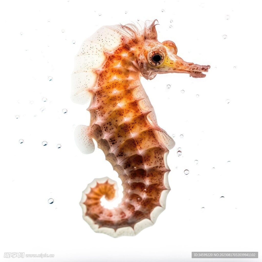 海马
