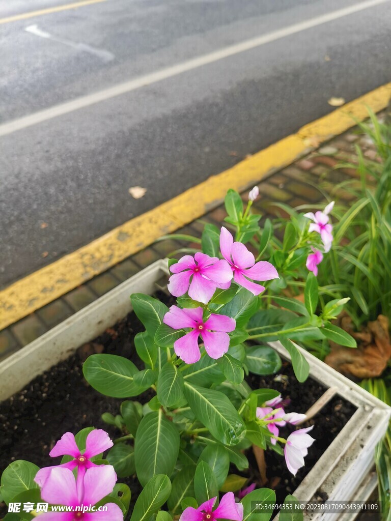 长春花