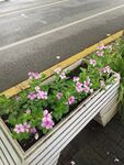 长春花