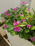 长春花