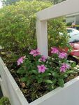 长春花