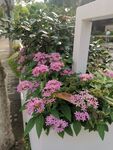 长春花
