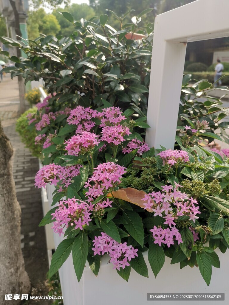 长春花