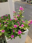 长春花