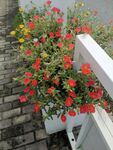 花草