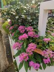 长春花 