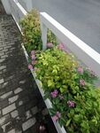 长春花 