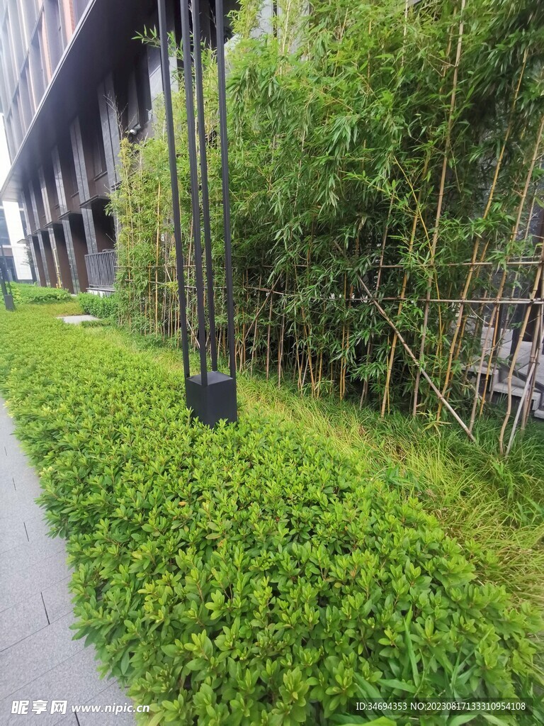 园区植物