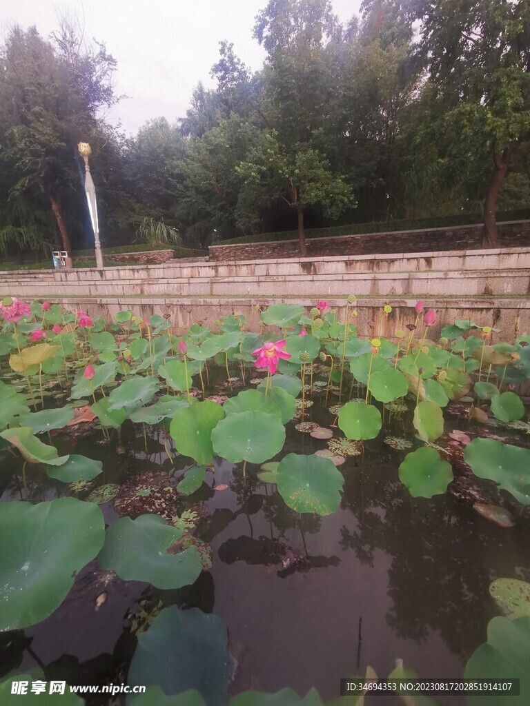 荷花