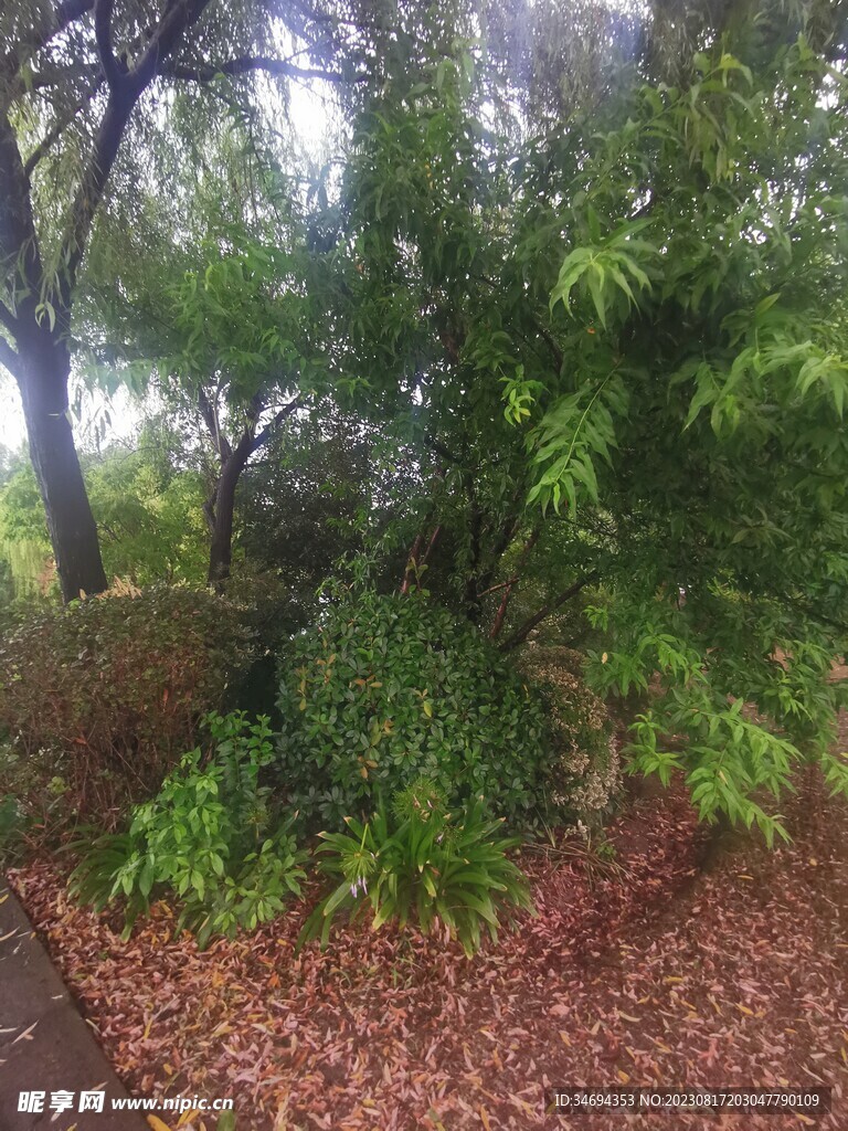 柳树