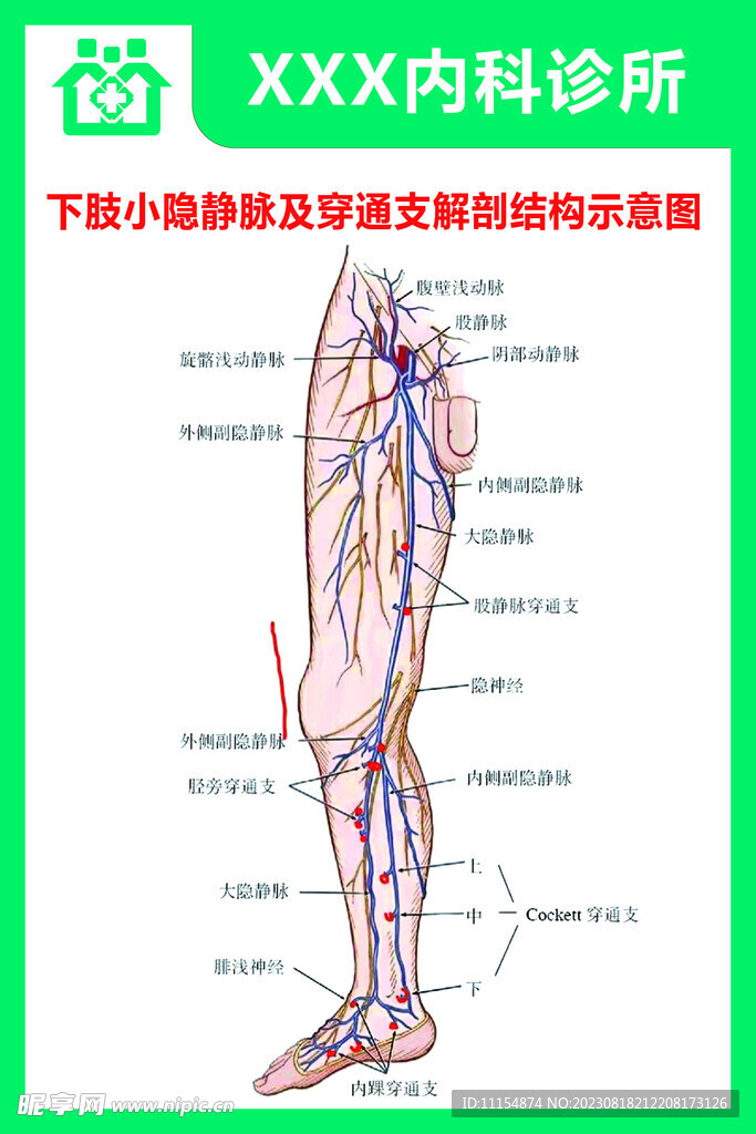 下肢静脉