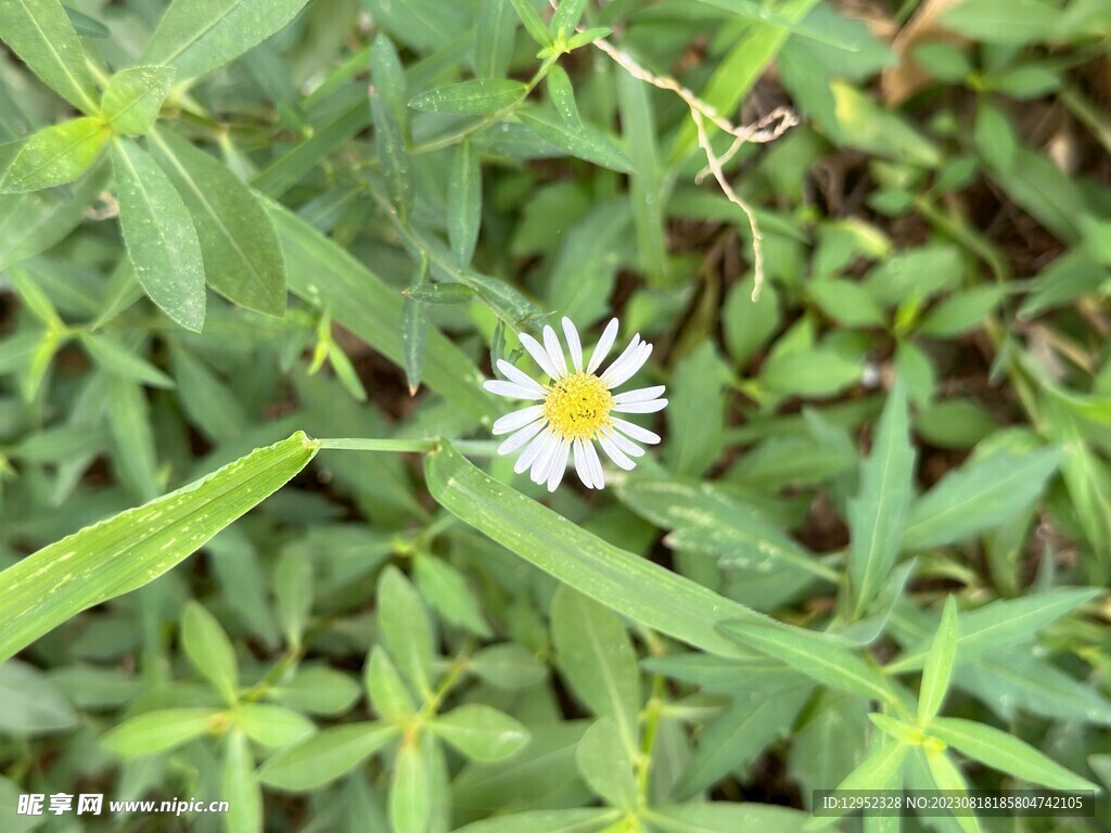 山菊花