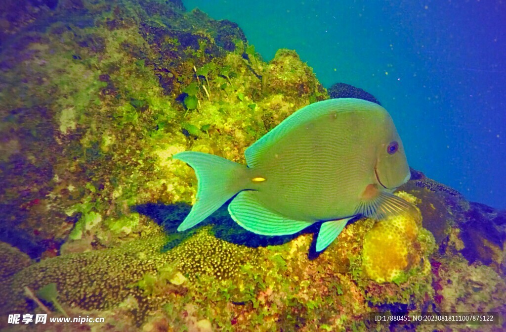 刺尾鱼