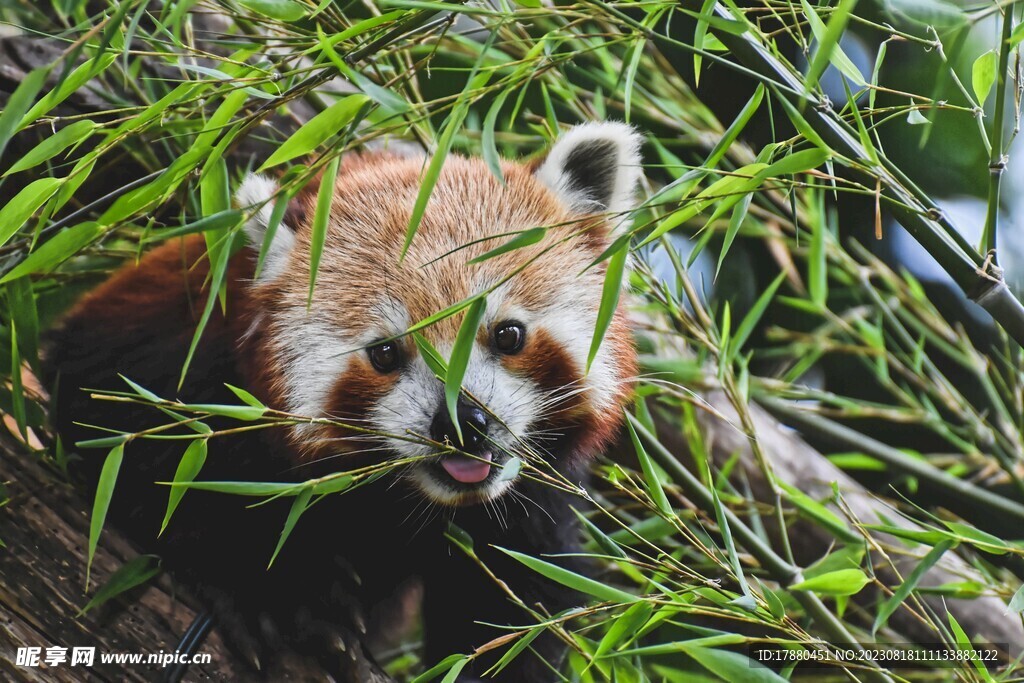 小熊猫