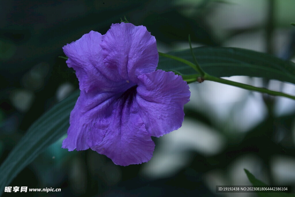  蓝花草