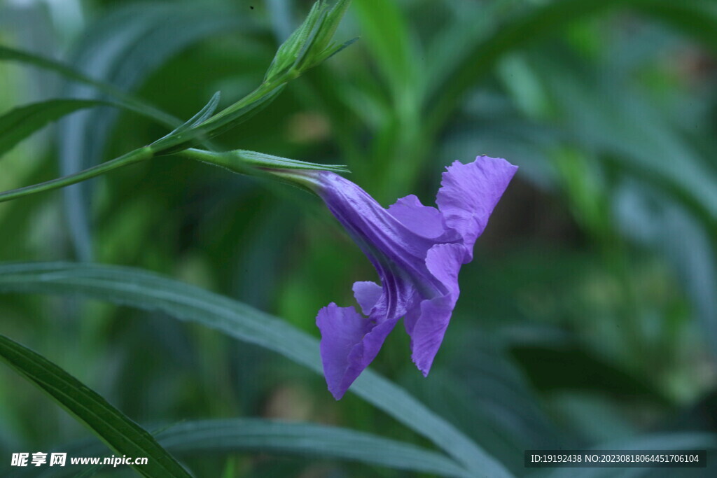 蓝花草