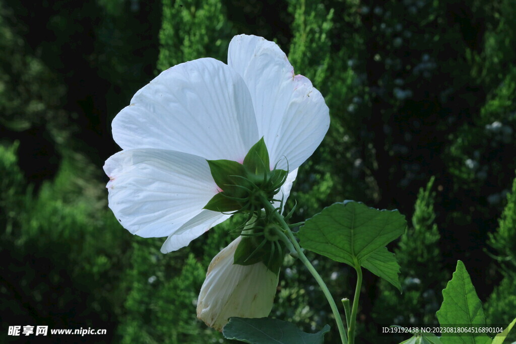芙蓉葵 
