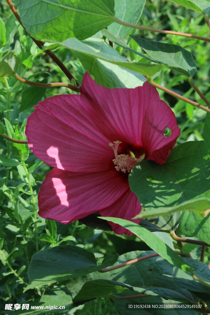 芙蓉葵 