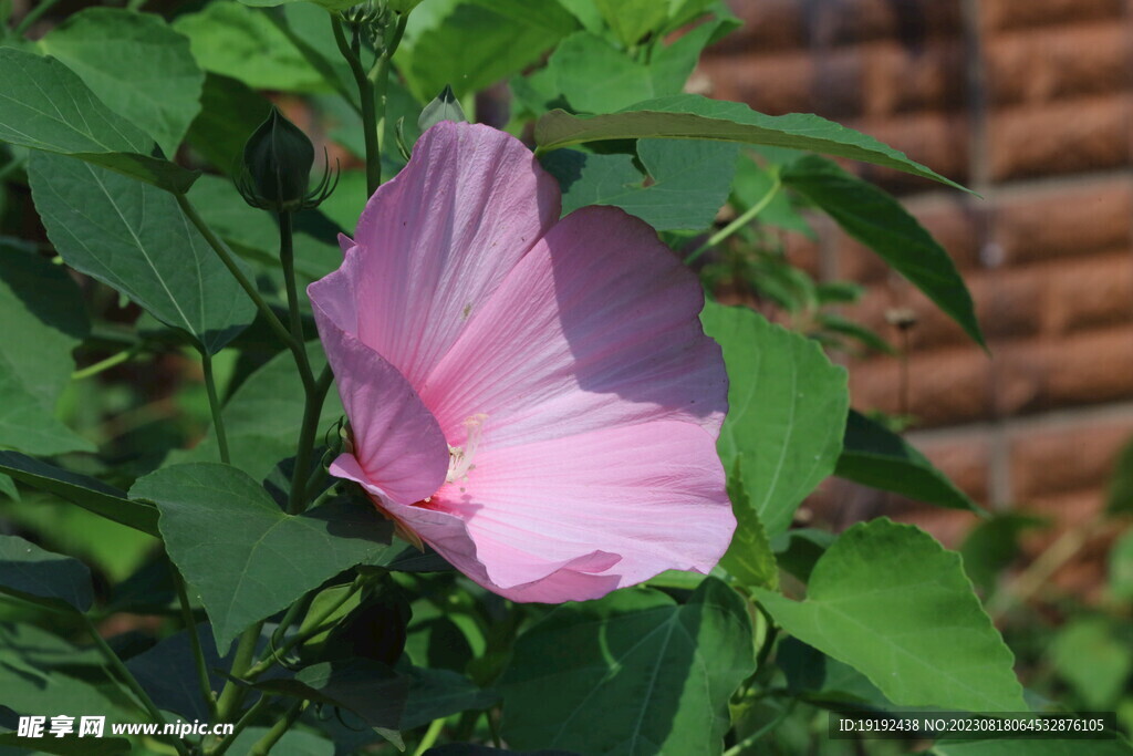 芙蓉葵