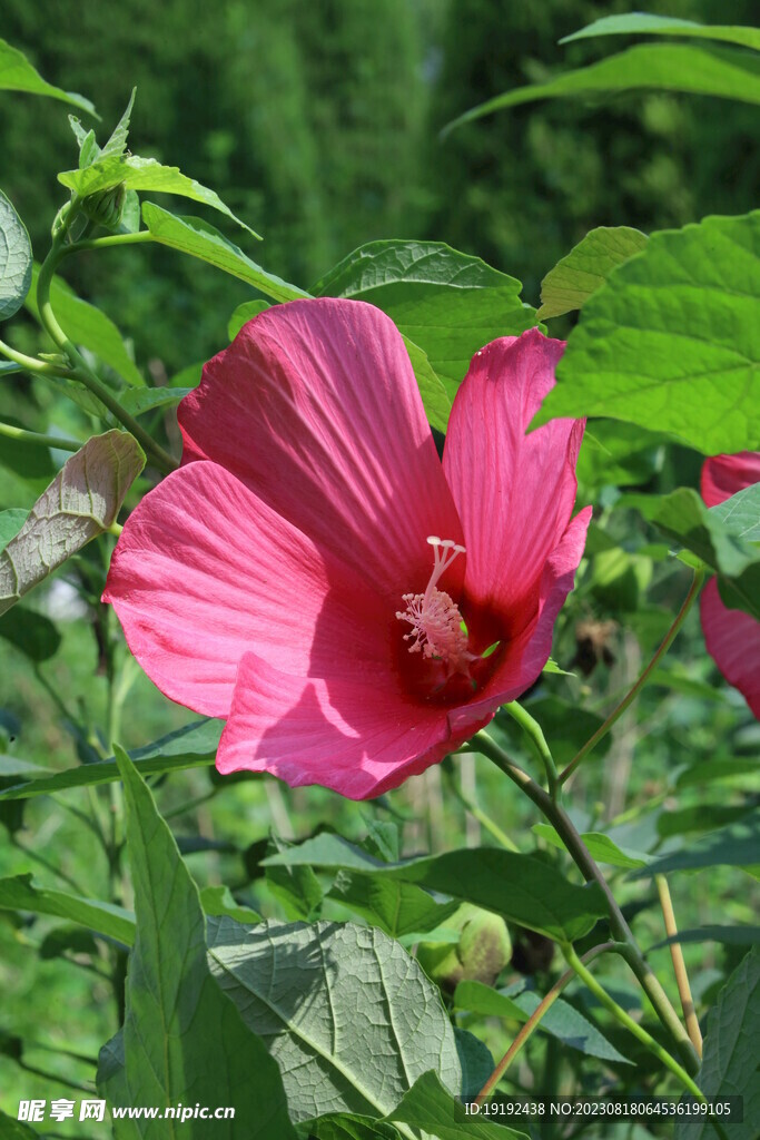 芙蓉葵