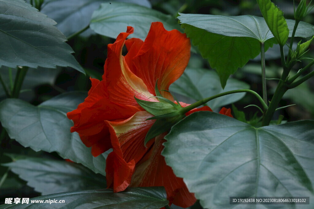 朱槿花