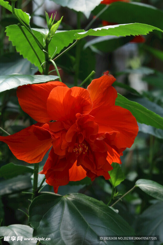 朱槿花  