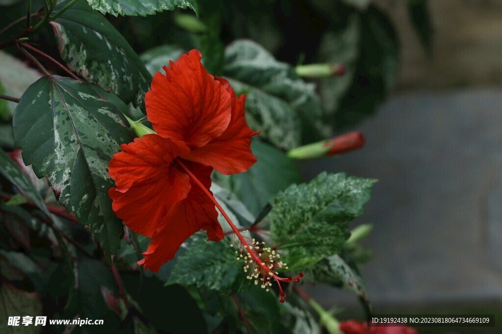 朱槿花  