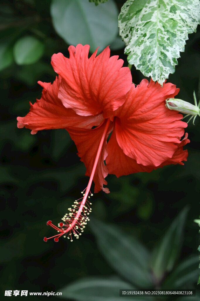 朱槿花