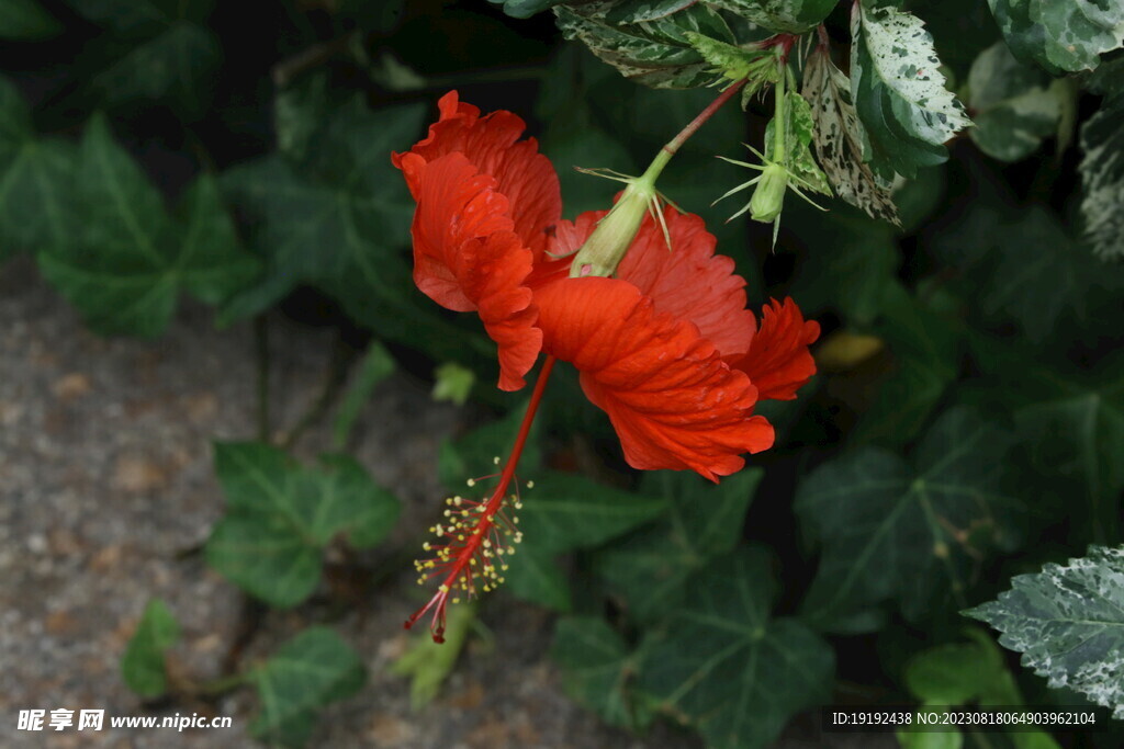 朱槿花 