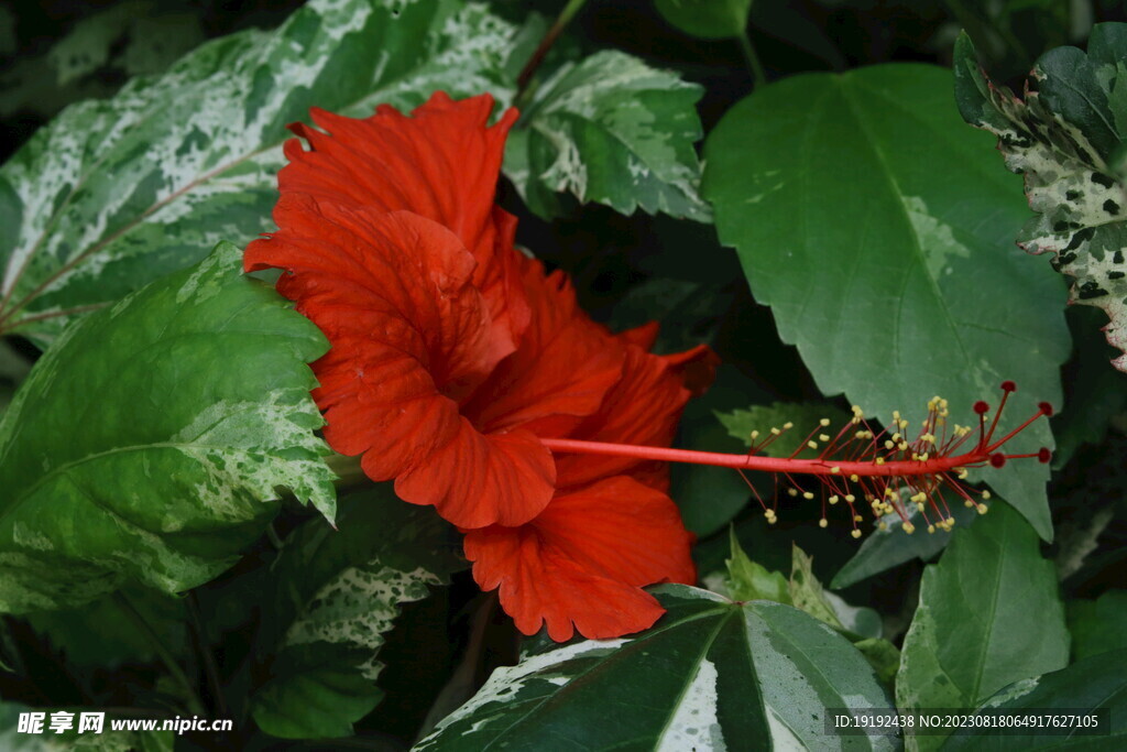 朱槿花