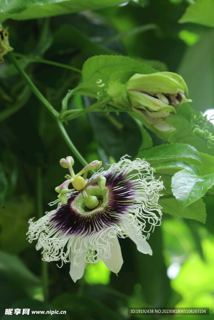 百香果花  