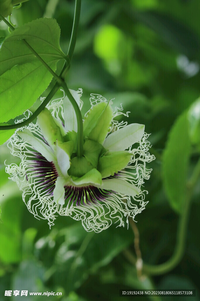 百香果花