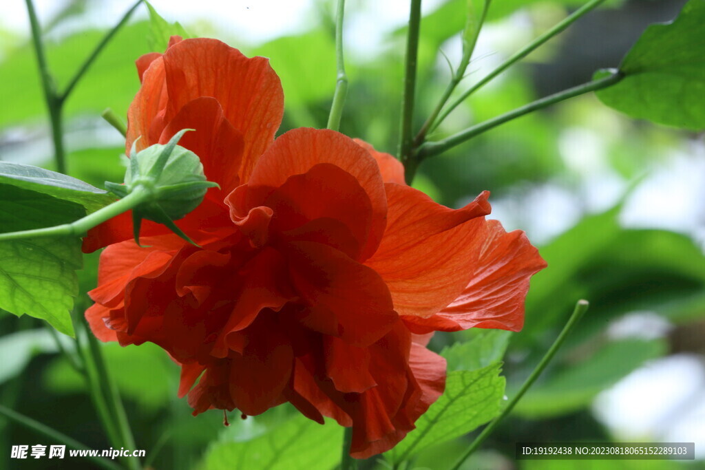 朱槿花