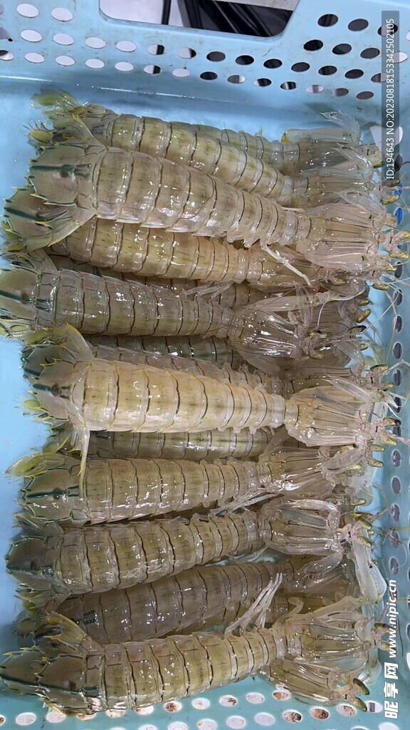 皮皮虾 