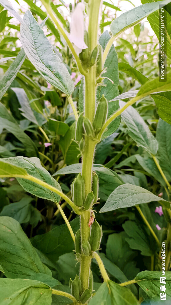 芝麻棵