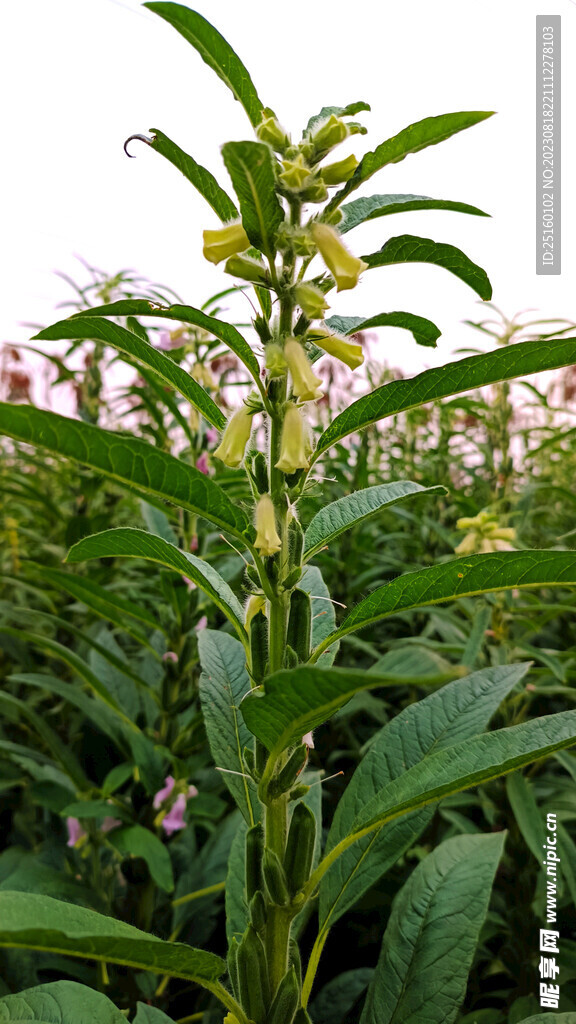 芝麻棵