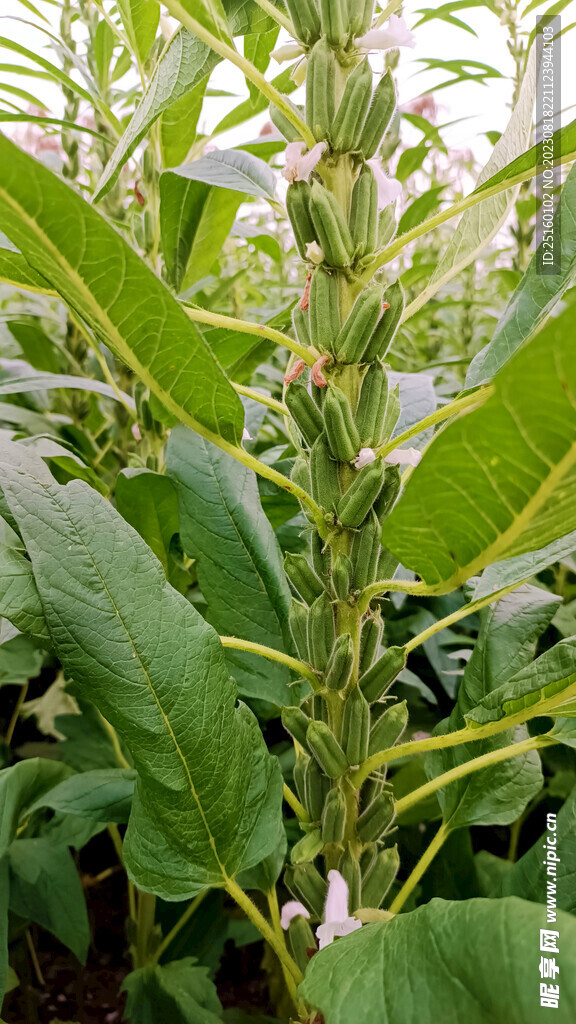 芝麻棵