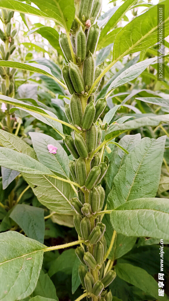 芝麻棵