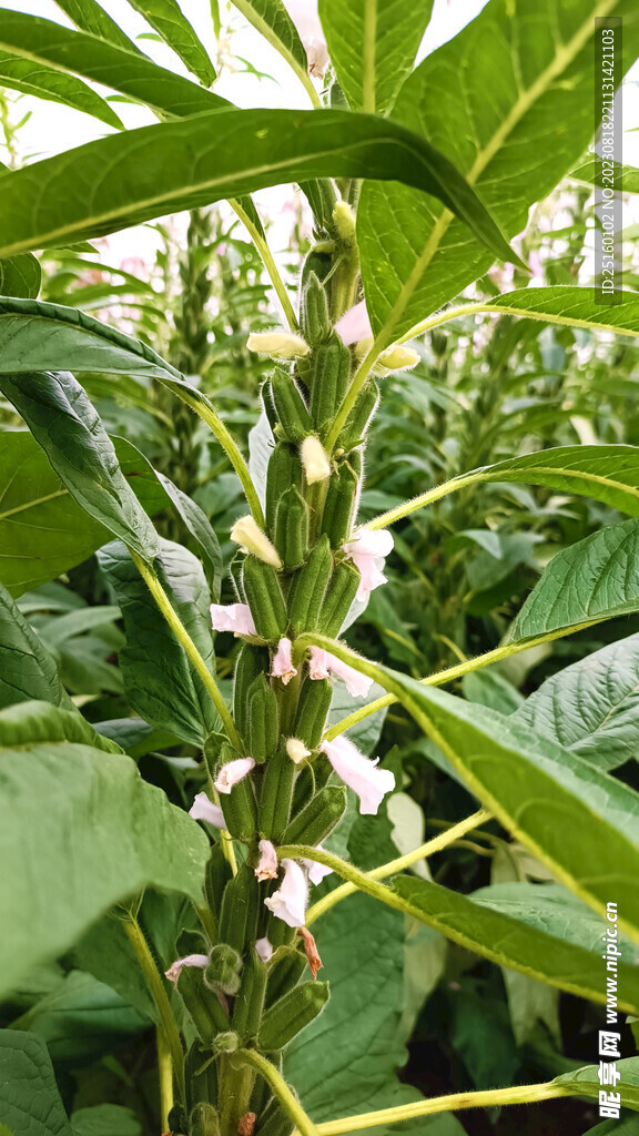 芝麻棵 