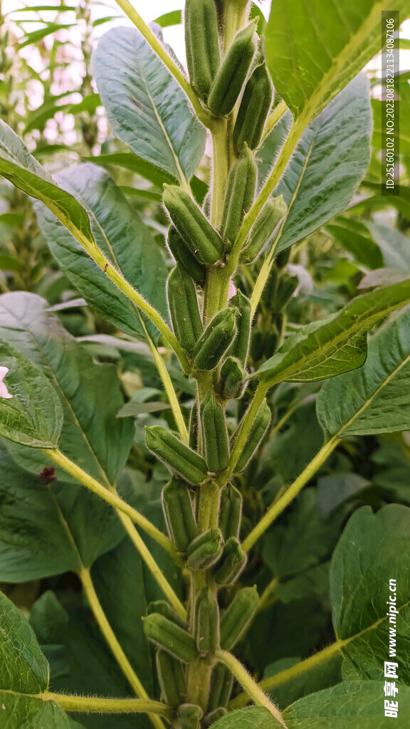 芝麻棵