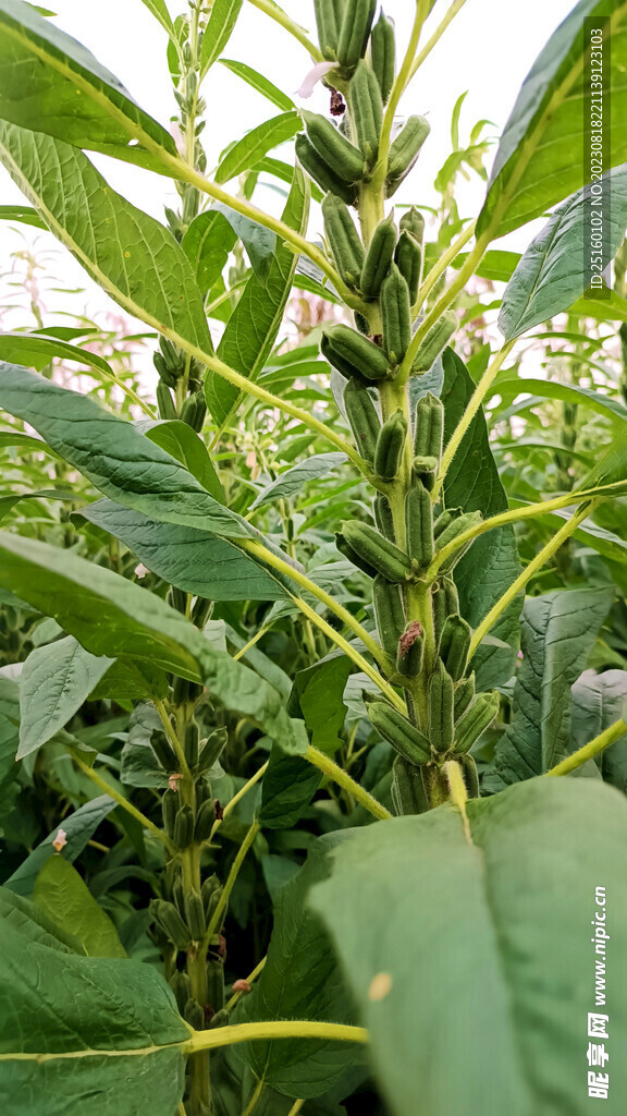 芝麻棵