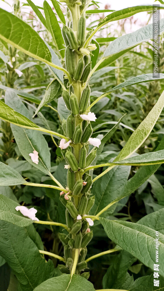 芝麻棵