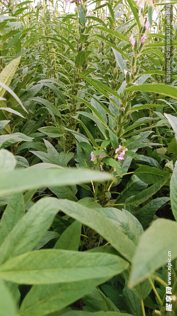 芝麻棵